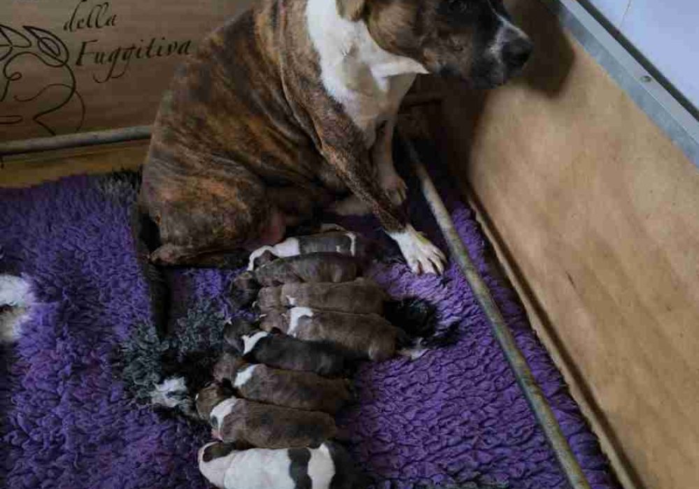 cuccioli American Staffordshire Terrier